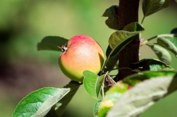 apple sverige